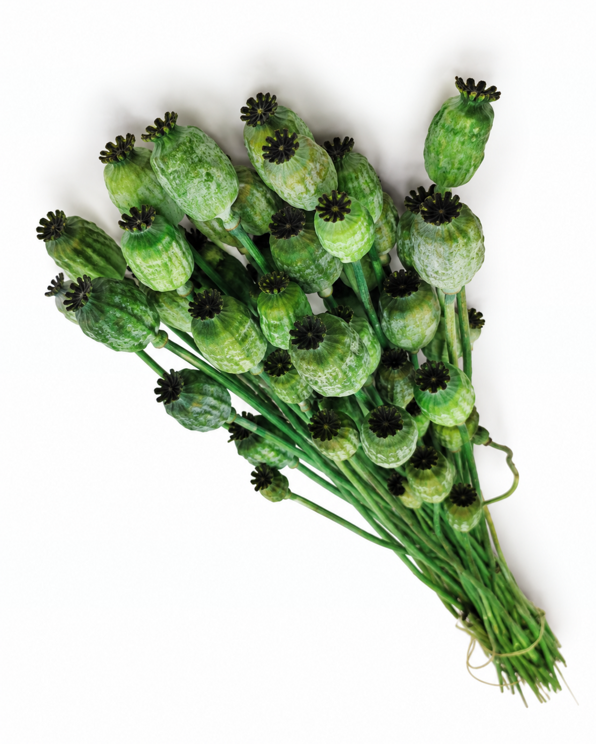 Dried Green Poppy Pods Bundle - Papaver - 135 g / 60 cm