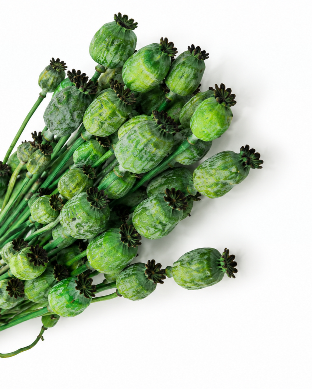 Dried Green Poppy Pods Bundle - Papaver - 135 g / 60 cm