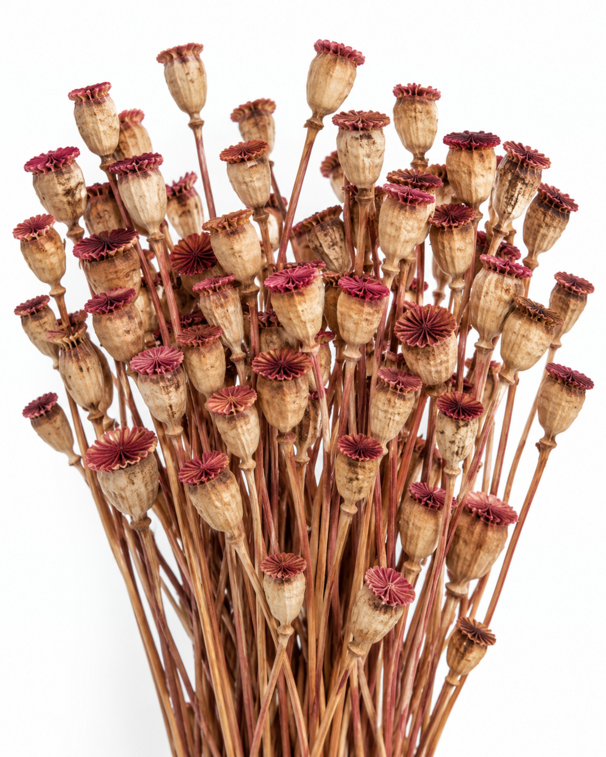 Decoração de Parede com Flores Secas
