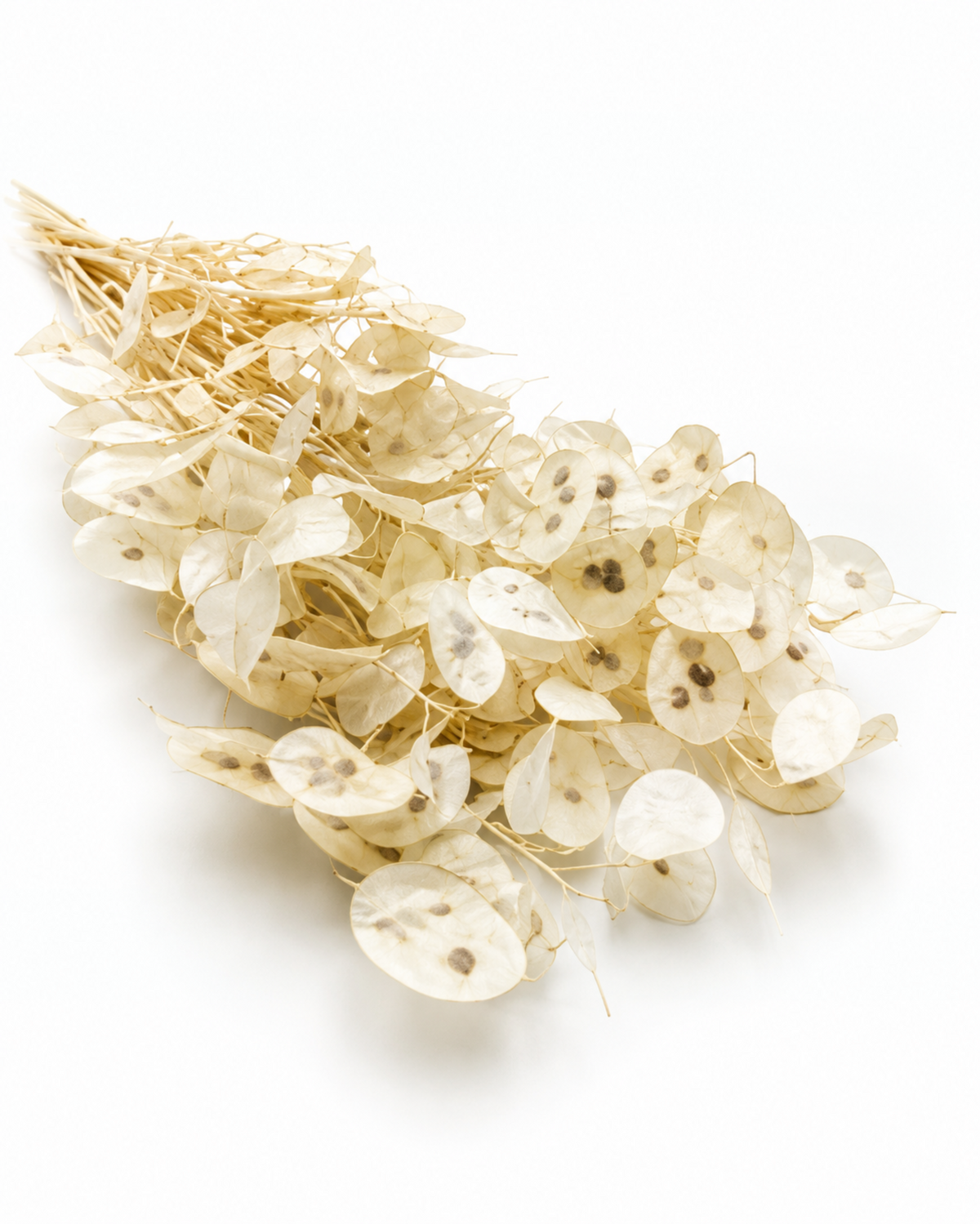 Dried Bleached Lunaria Bunch - Honesty - Lunaria Annua - 50 g / 60 cm