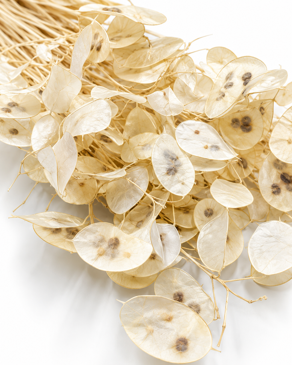 Dried Bleached Lunaria Bunch - Honesty - Lunaria Annua - 50 g / 60 cm