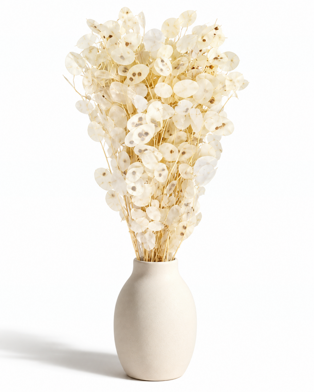 Dried Bleached Lunaria Bunch - Honesty - Lunaria Annua - 50 g / 60 cm