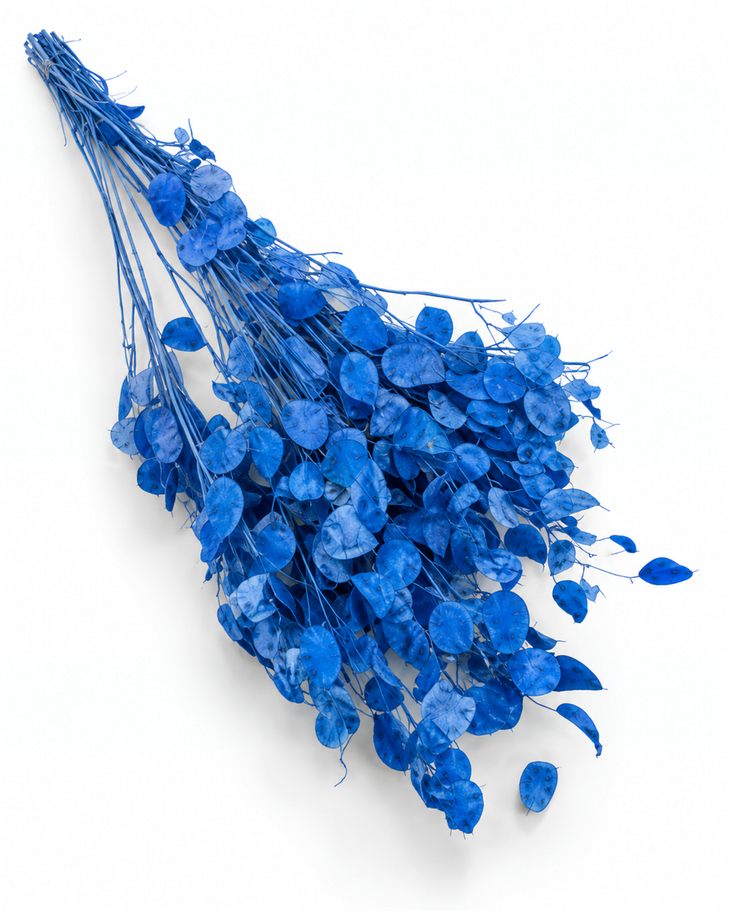 Dried Blue Lunaria Bunch - Honesty - Lunaria Annua - 50 g / 60 cm