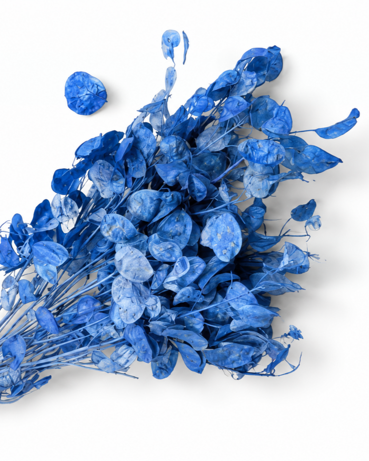 Dried Blue Lunaria Bunch - Honesty - Lunaria Annua - 50 g / 60 cm