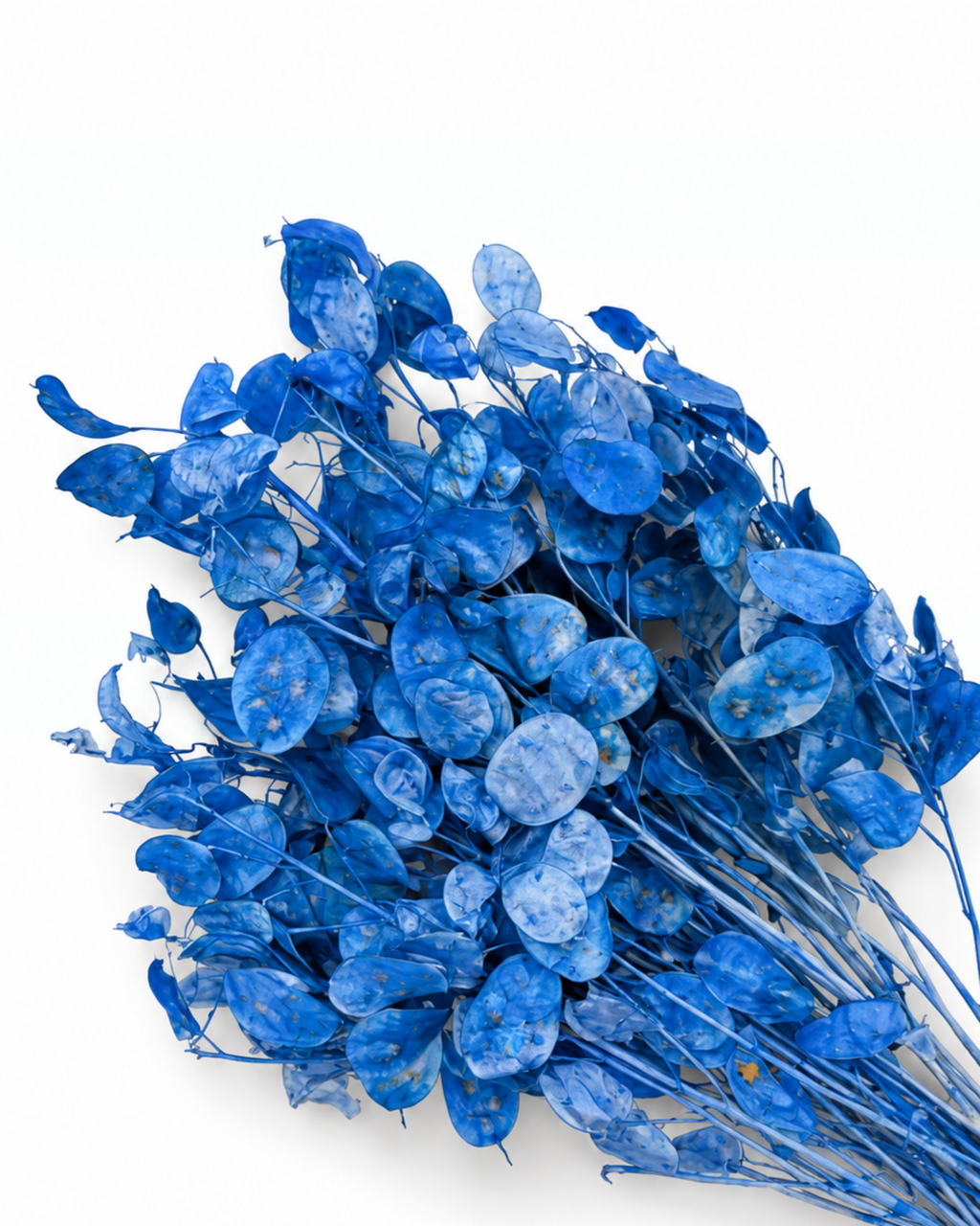 Dried Blue Lunaria Bunch - Honesty - Lunaria Annua - 50 g / 60 cm