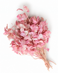 Dried Pink Lunaria Bunch - Honesty - Lunaria Annua - 50 g / 60 cm