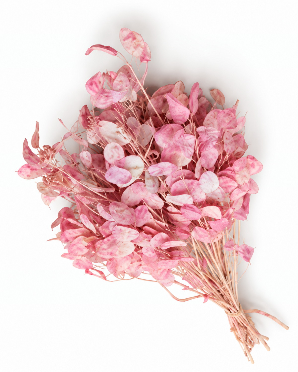 Dried Pink Lunaria Bunch - Honesty - Lunaria Annua - 50 g / 60 cm