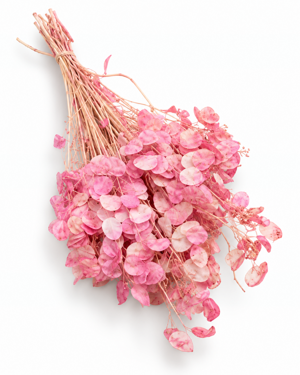 Dried Pink Lunaria Bunch - Honesty - Lunaria Annua - 50 g / 60 cm