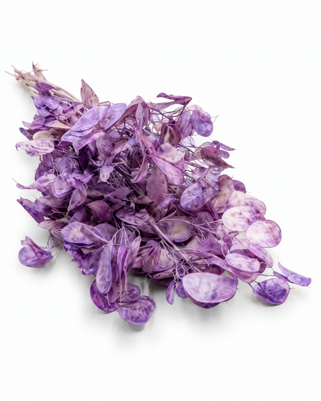Dried Lavender Lunaria Bunch - Honesty - Lunaria Annua - 50 g / 60 cm