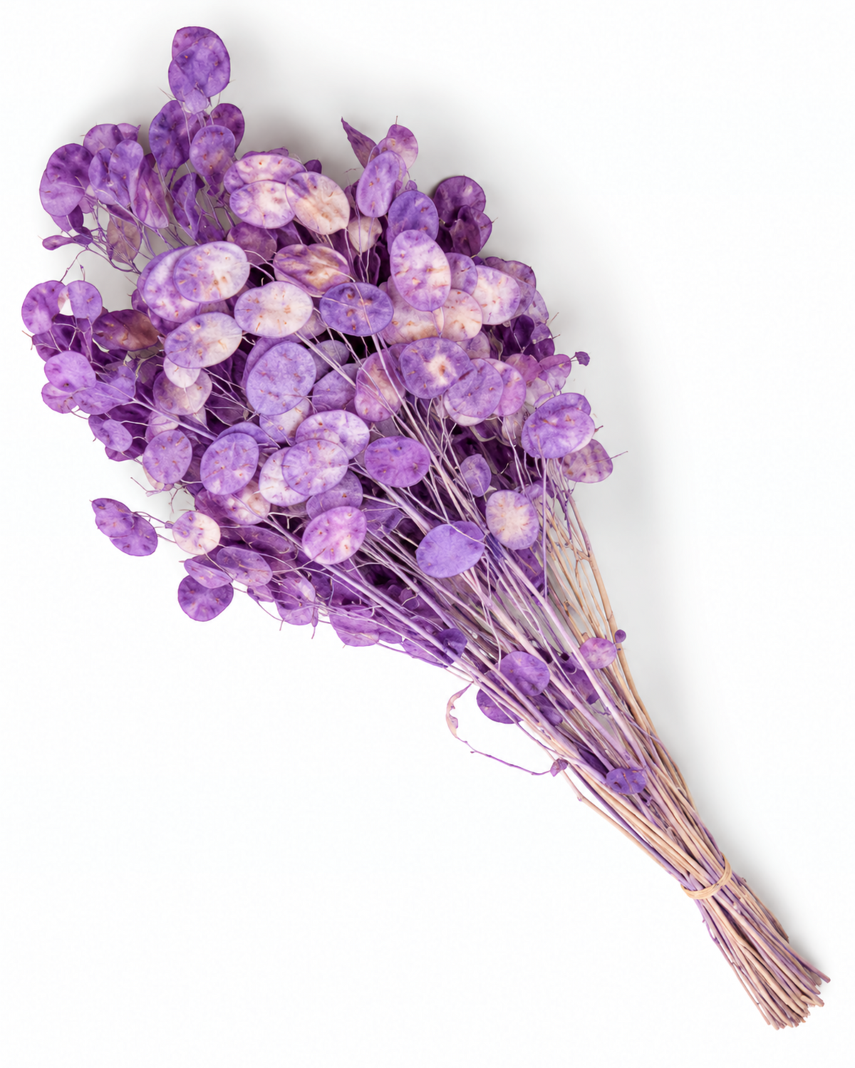 Dried Lavender Lunaria Bunch - Honesty - Lunaria Annua - 50 g / 60 cm