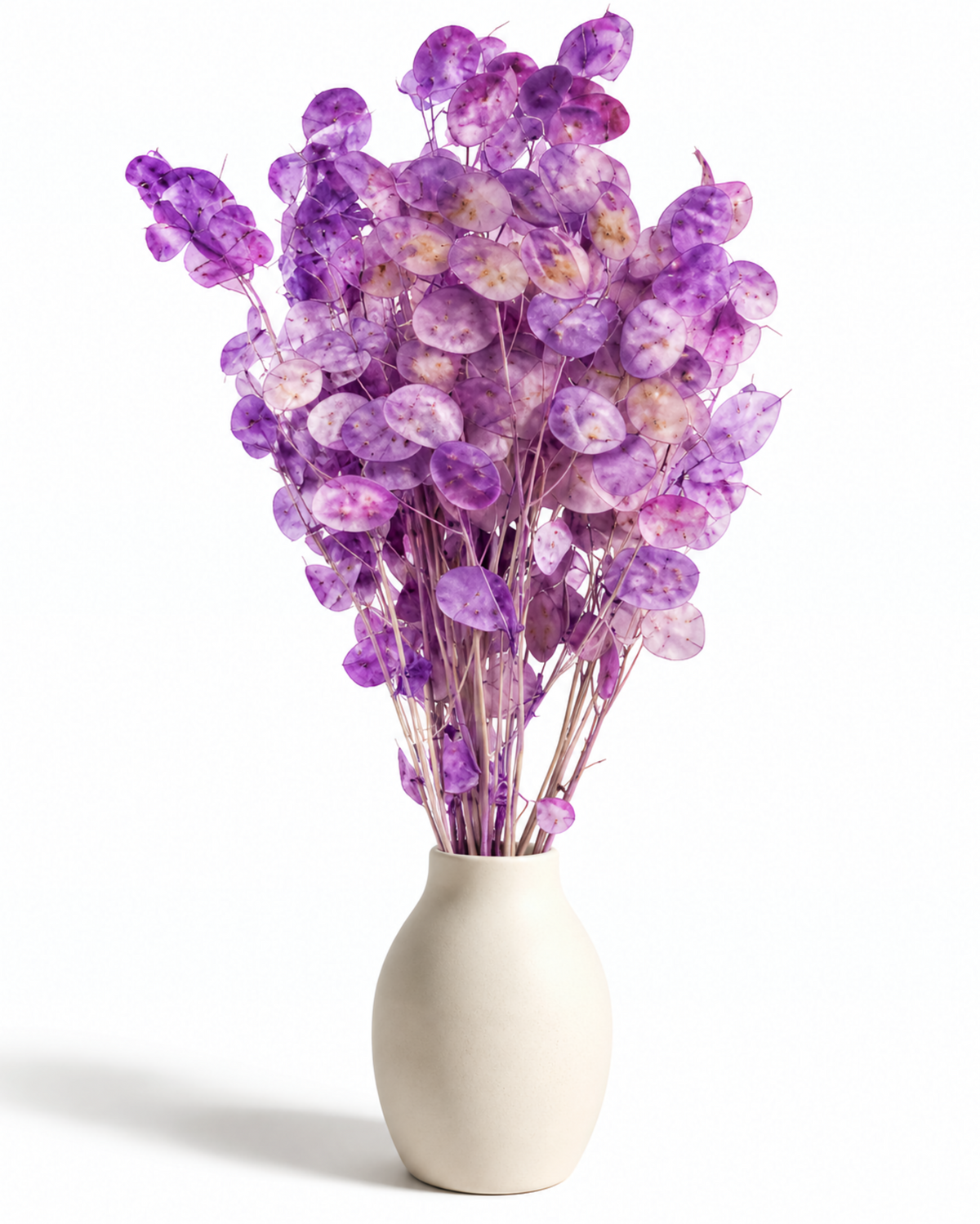 Dried Lavender Lunaria Bunch - Honesty - Lunaria Annua - 50 g / 60 cm