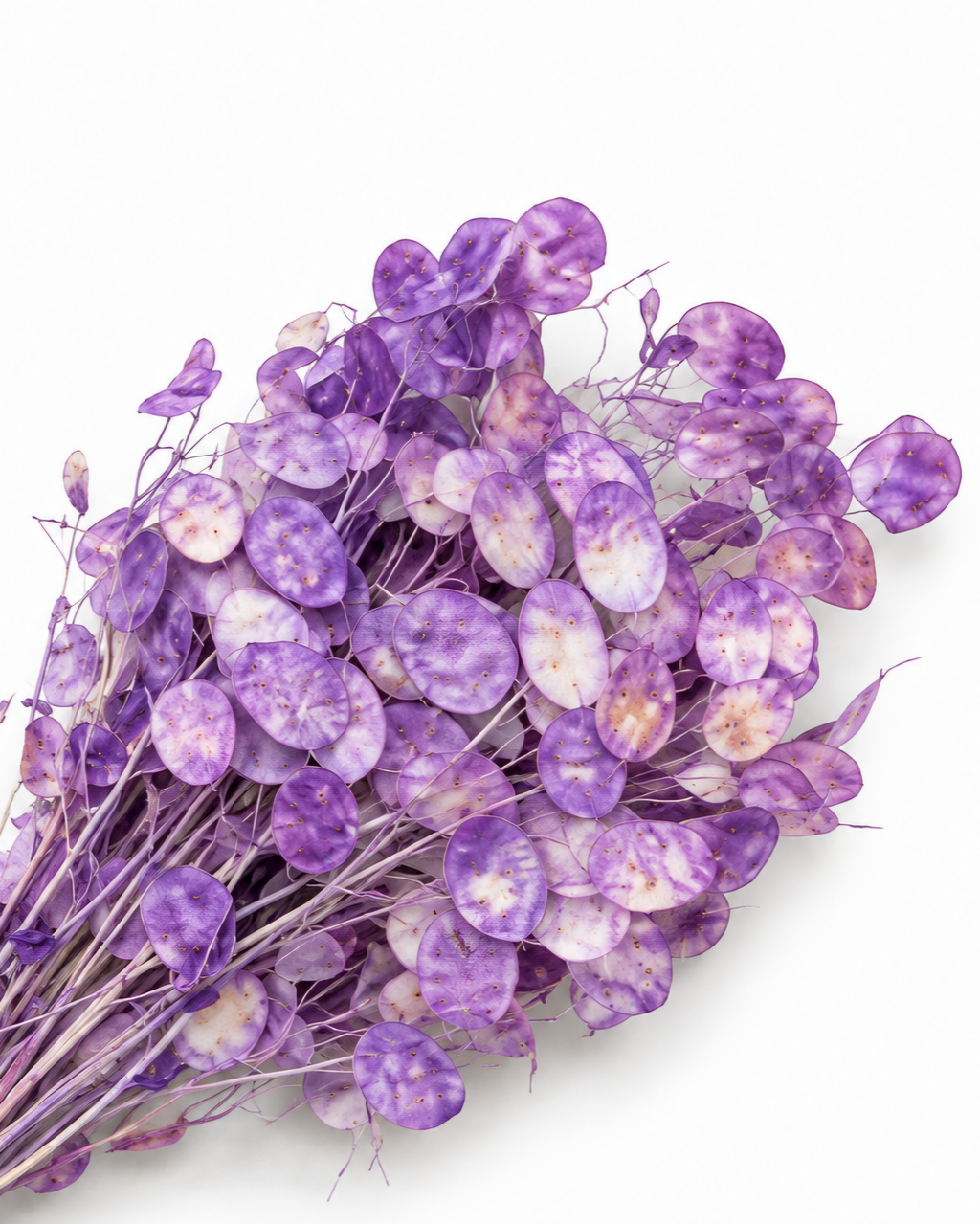 Dried Lavender Lunaria Bunch - Honesty - Lunaria Annua - 50 g / 60 cm