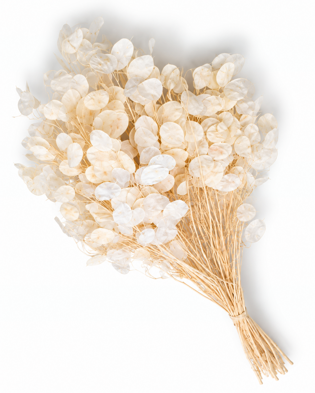 Dried Bleached Lunaria Bunch - Honesty - Silver Dollar - 50 g / 60 cm