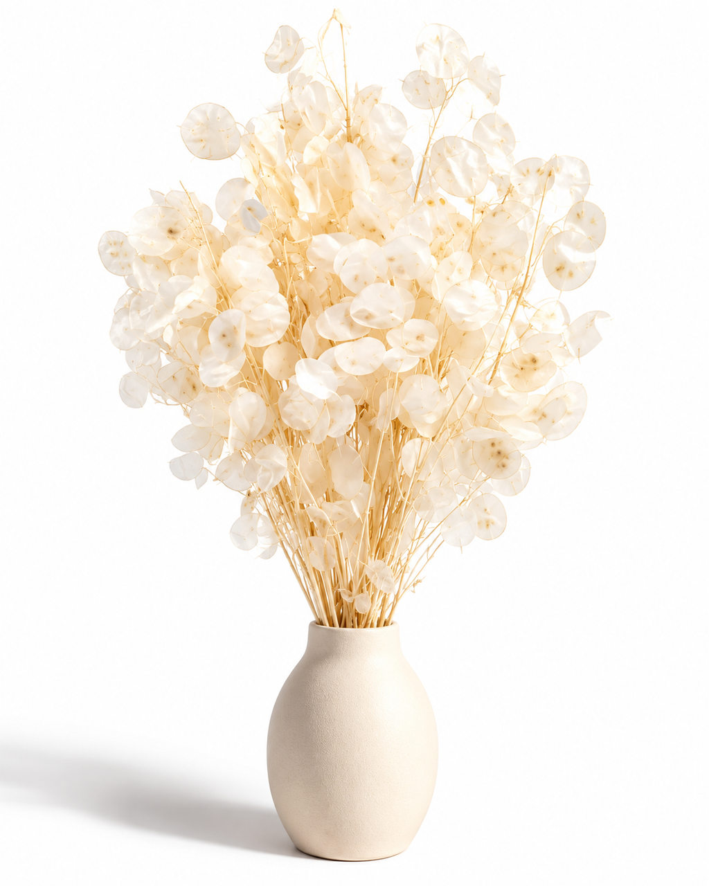 Dried Bleached Lunaria Bunch - Honesty - Silver Dollar - 50 g / 60 cm