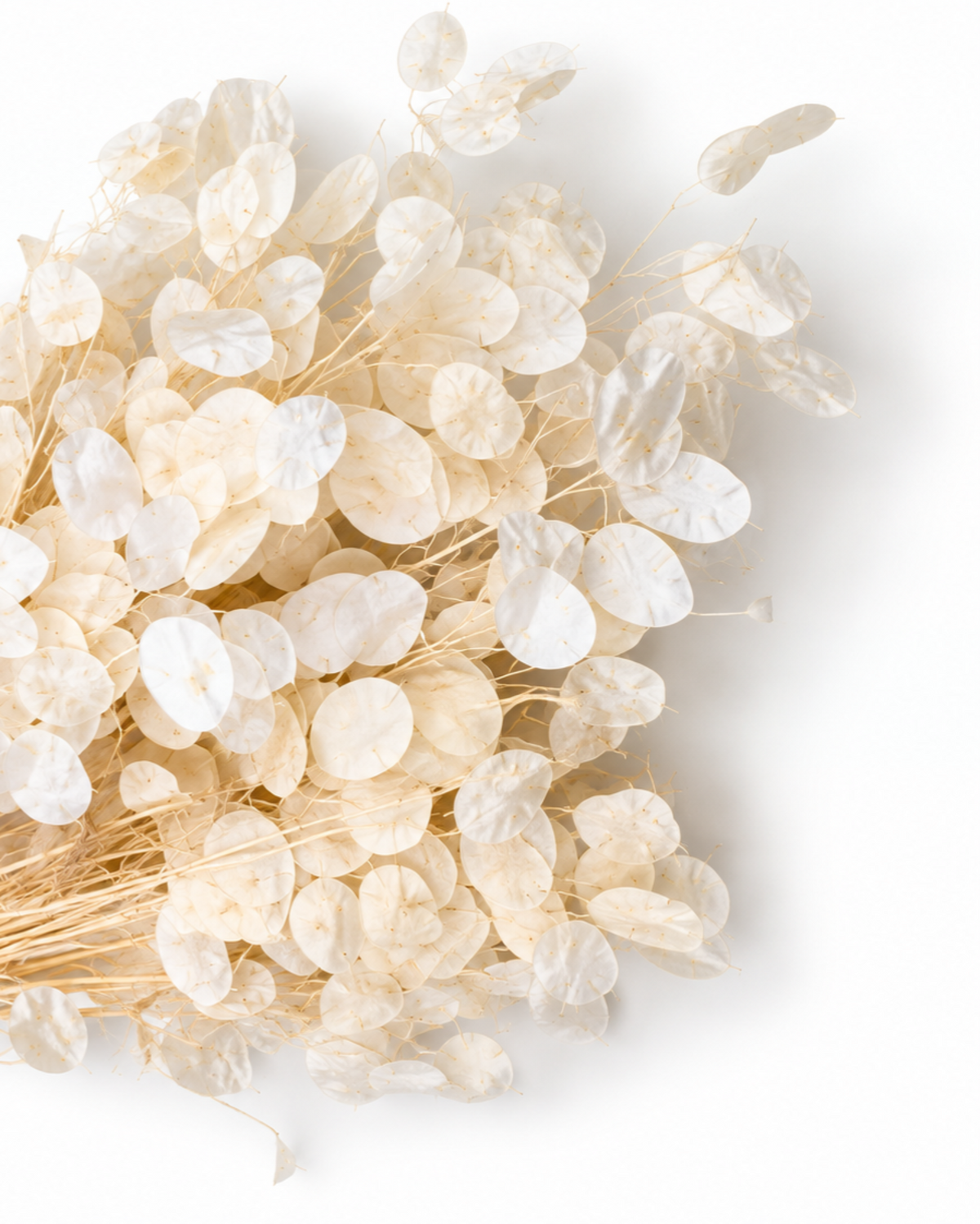 Dried Bleached Lunaria Bunch - Honesty - Silver Dollar - 50 g / 60 cm