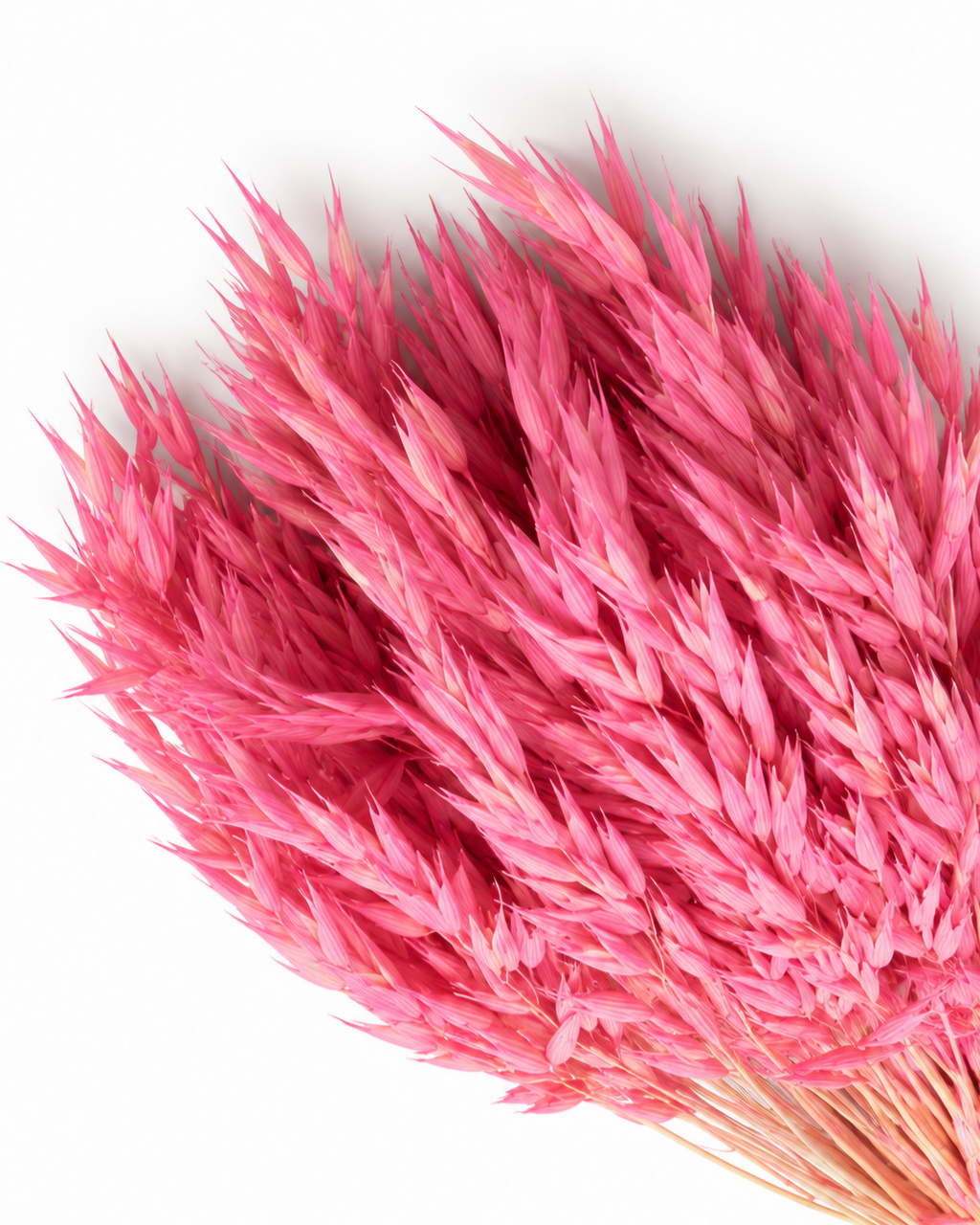 Dried Pink Oats Bunch - 100 g / 50 cm