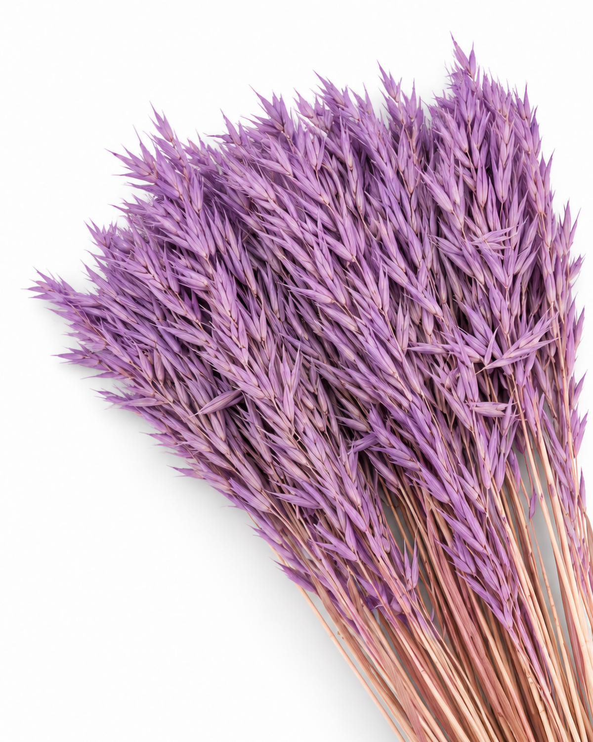 Dried Purple Oats Bunch - 100 g / 50 cm