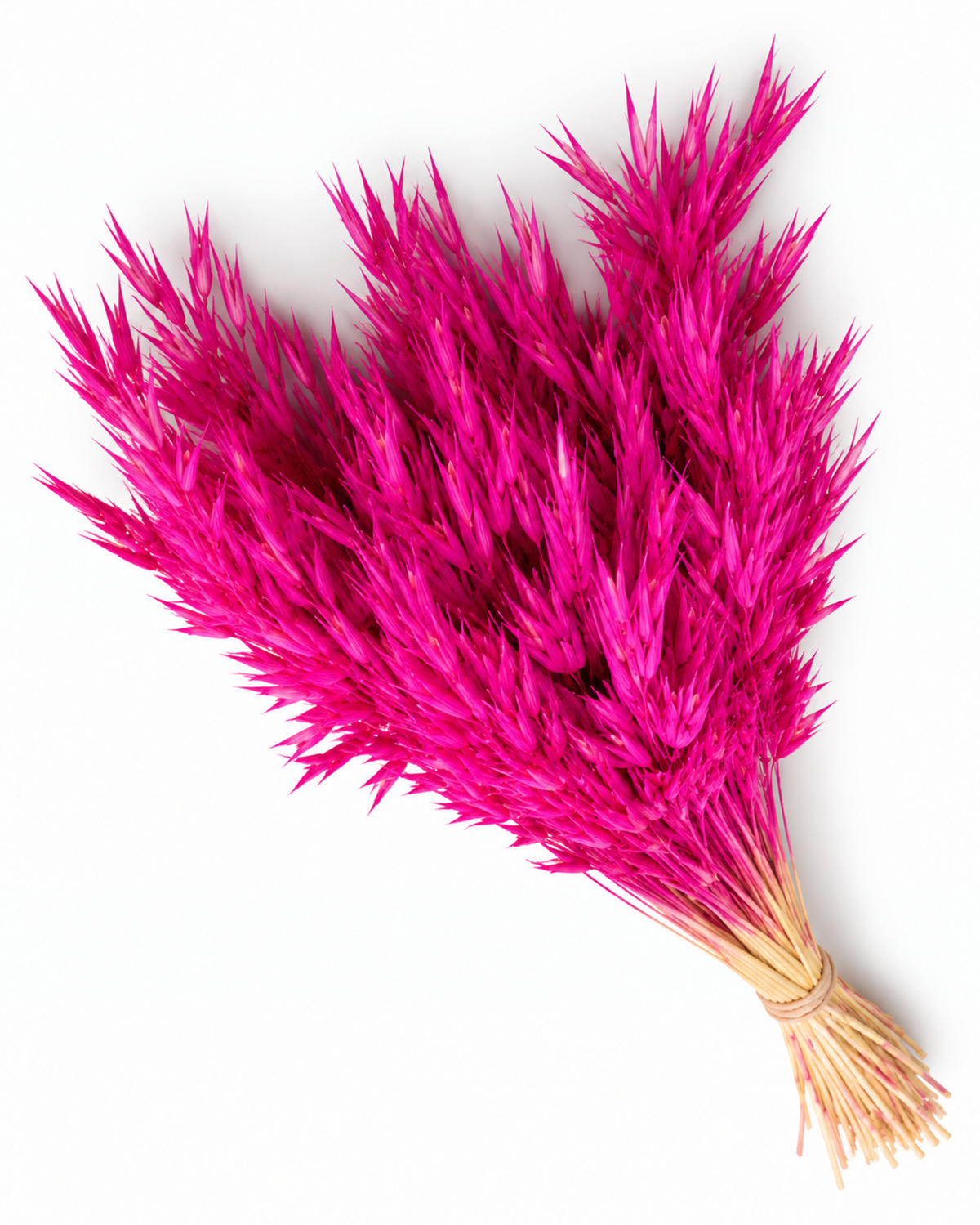 Dried Oats Bunch - Amaranth - 100 g / 50 cm