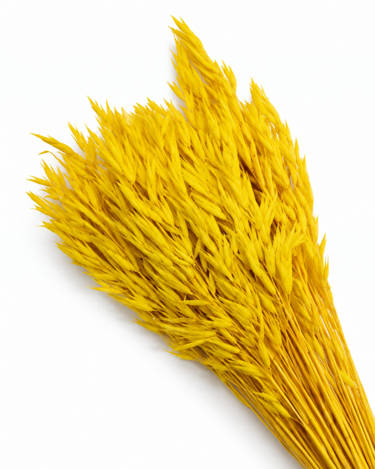 Dried Yellow Oats Bunch - 80-90 g / 50 cm