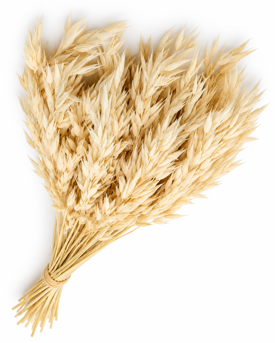 Dried Bleached Oats Bunch - 100 g / 50 cm
