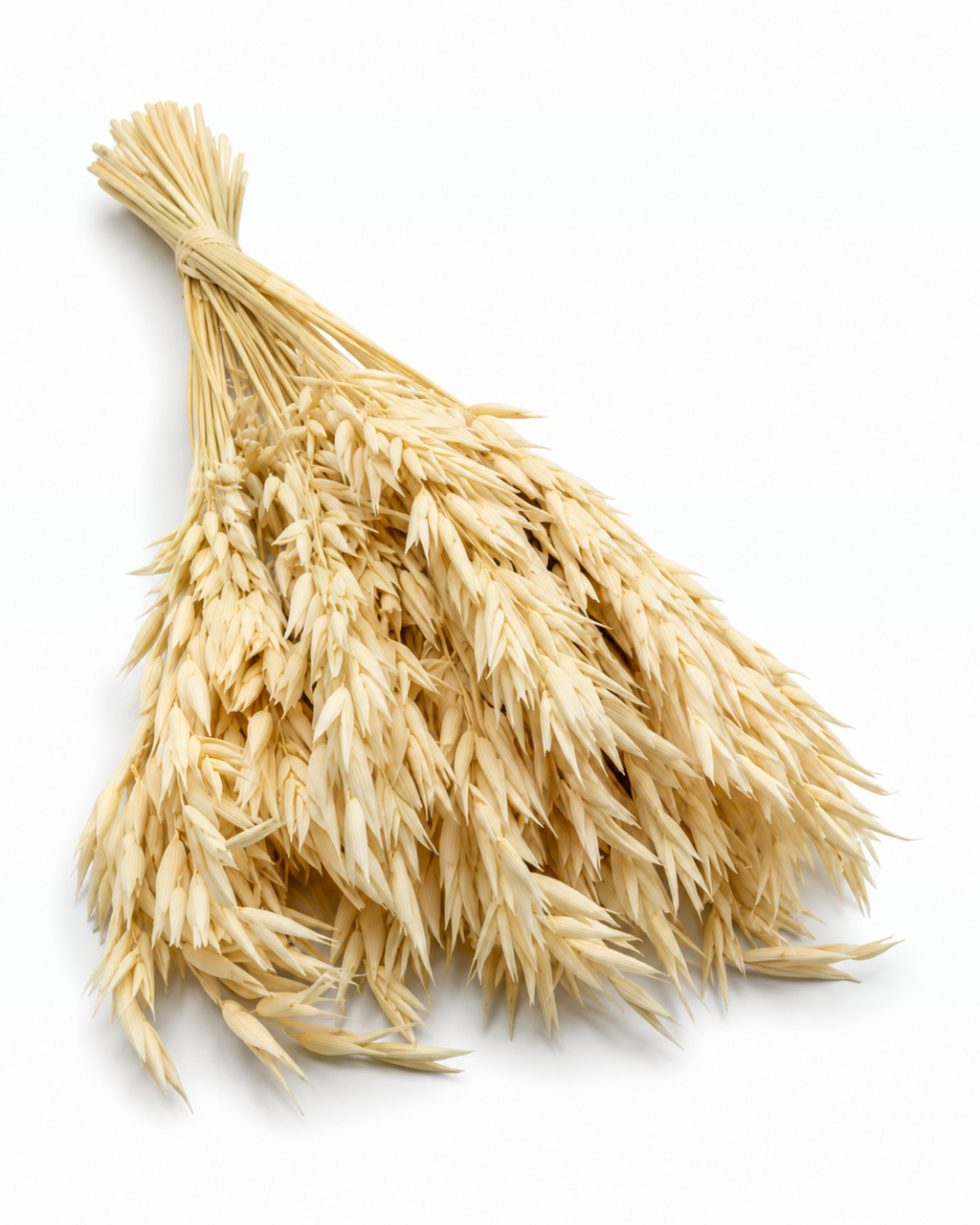Dried Bleached Oats Bunch - 100 g / 50 cm