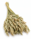 Dried Natural Oats Bunch - 100 g / 50 cm