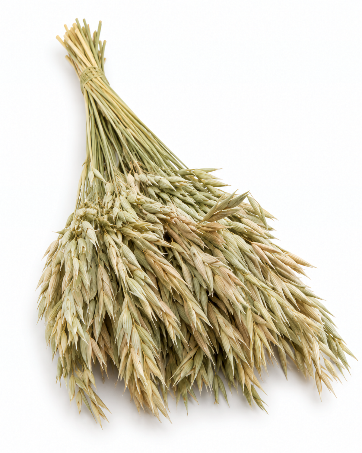 Dried Natural Oats Bunch - 100 g / 50 cm