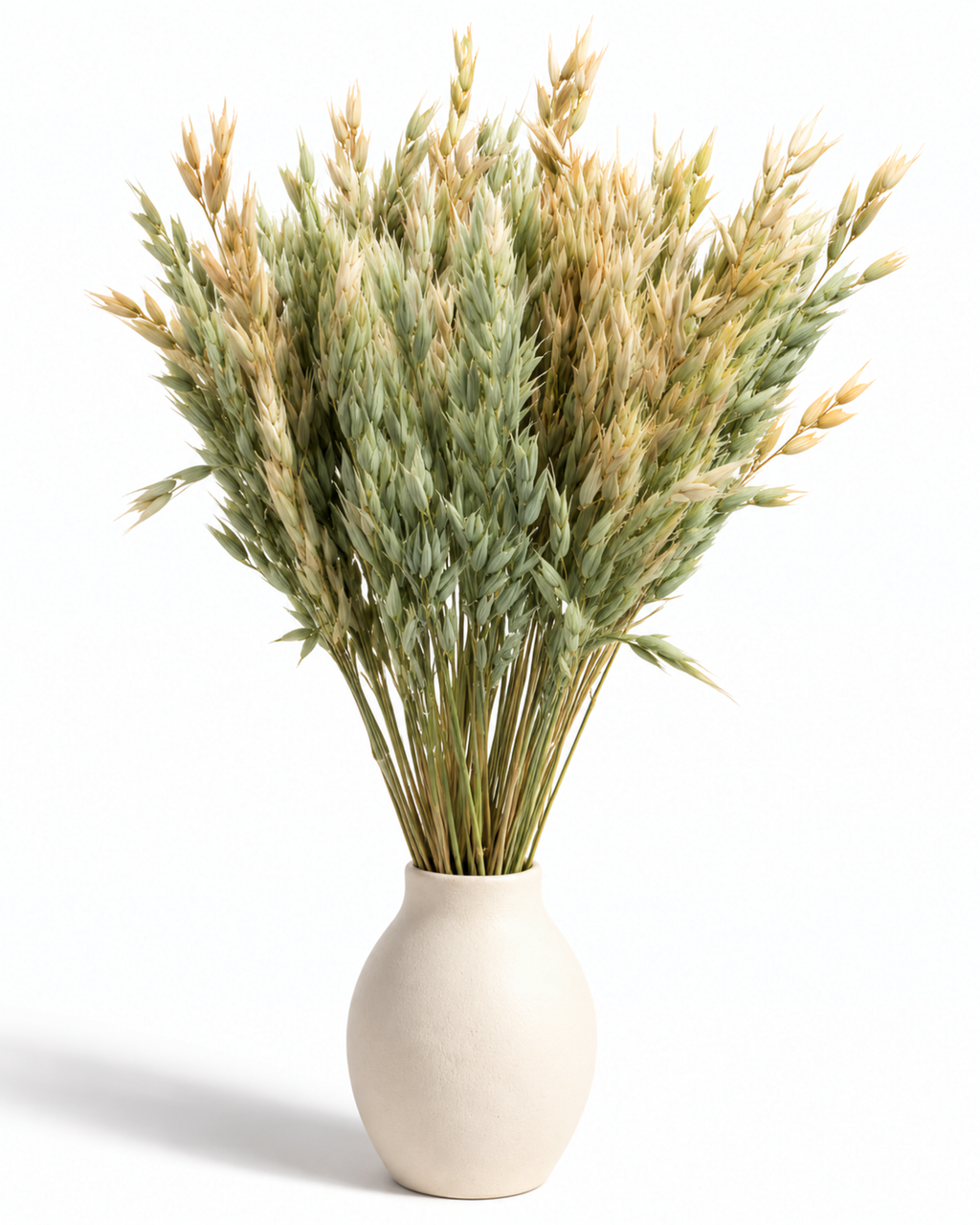 Dried Natural Oats Bunch - 100 g / 50 cm