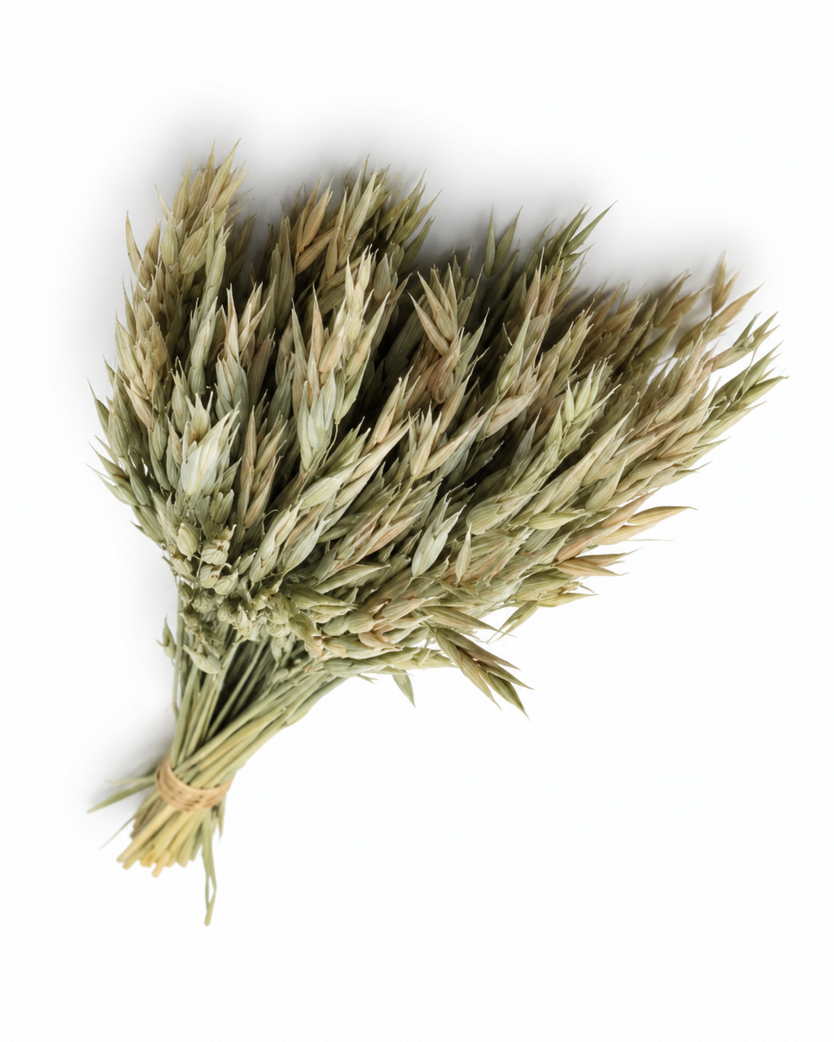Dried Natural Oats Bunch - 100 g / 50 cm