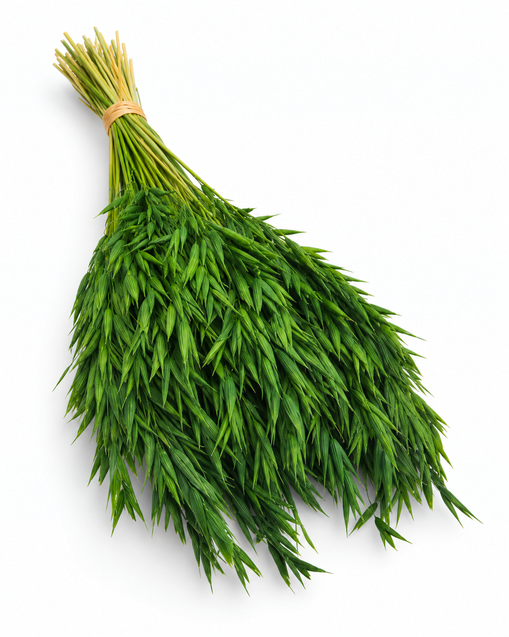 Dried Bottle Green Oats Bunch - 100 g / 50 cm