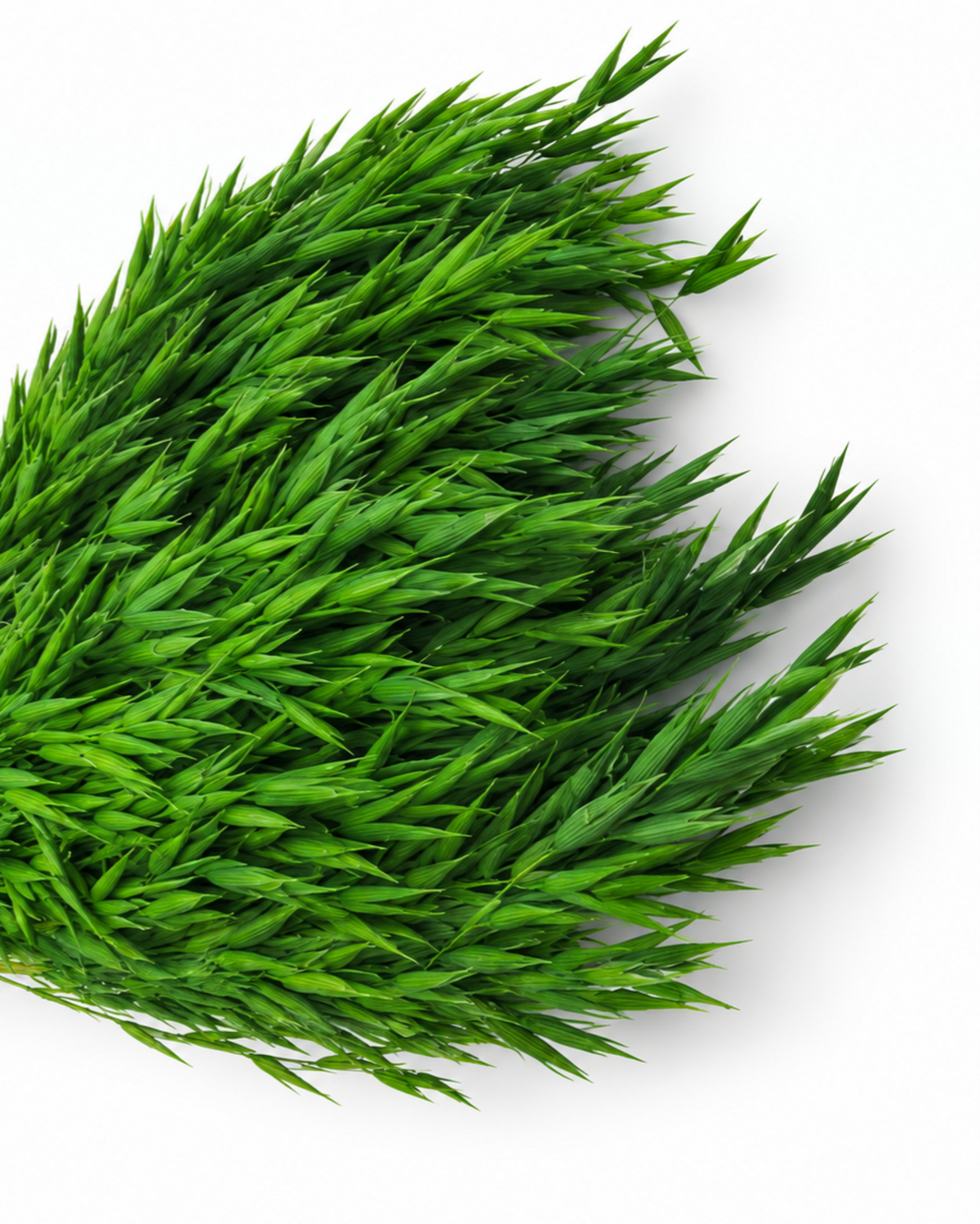 Dried Bottle Green Oats Bunch - 100 g / 50 cm