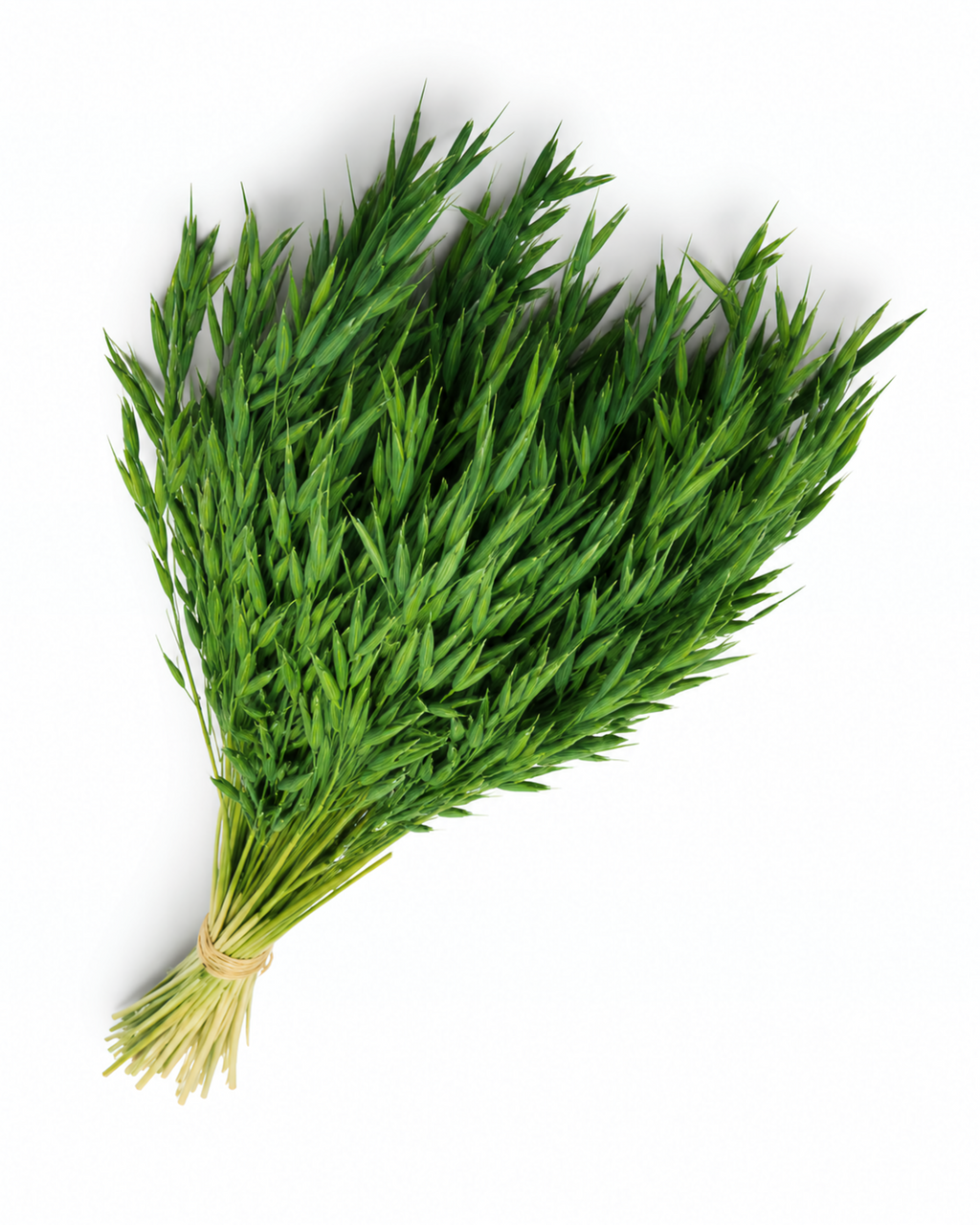 Dried Bottle Green Oats Bunch - 100 g / 50 cm