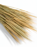 Dried Golden Barley Stems Bunch - 25 Stems / 55-60 cm