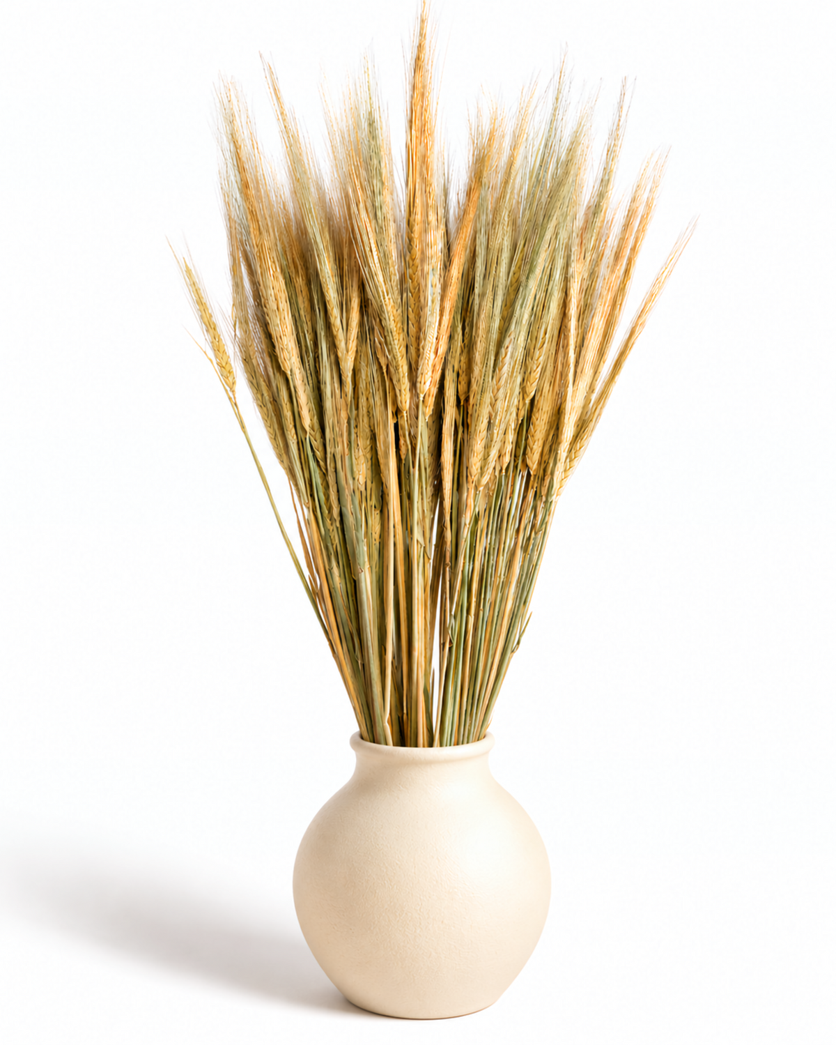 Dried Golden Barley Stems Bunch - 25 Stems / 55-60 cm