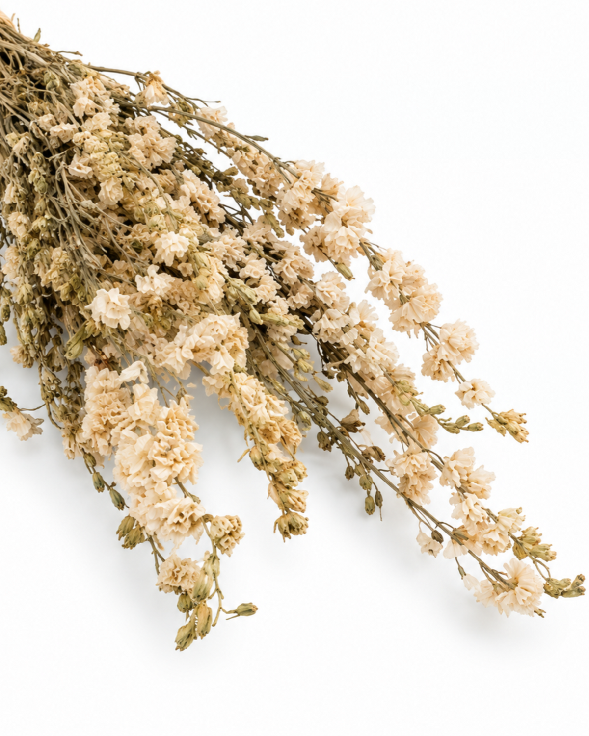Dried White Larkspur Bunch - Delphinium - 80 g / 60 cm