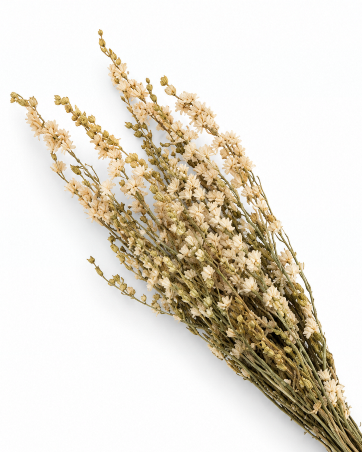 Dried White Larkspur Bunch - Delphinium - 80 g / 60 cm