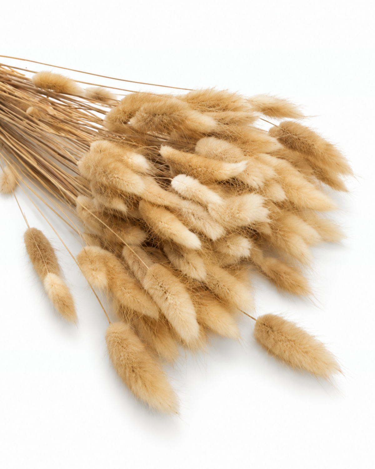 Beige Bunny Tail Grass