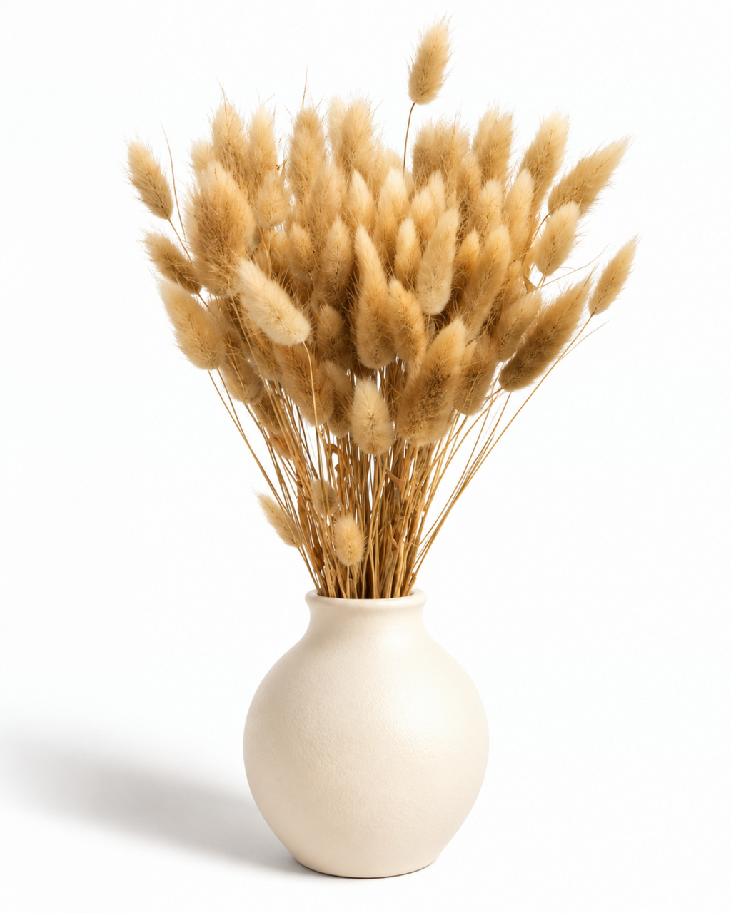 Beige Bunny Tail Grass