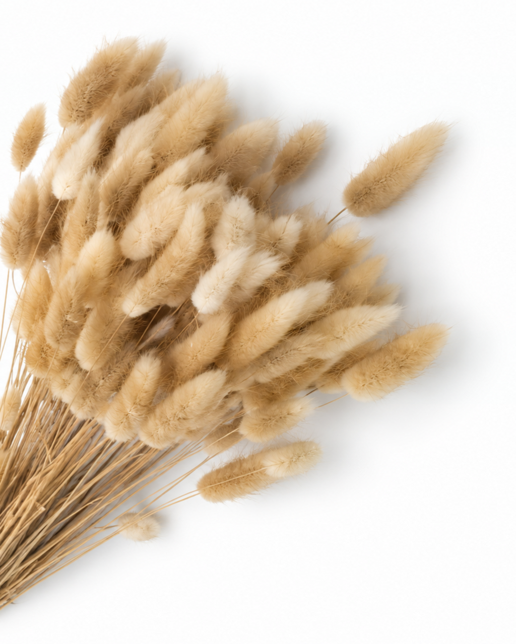 Beige Bunny Tail Grass