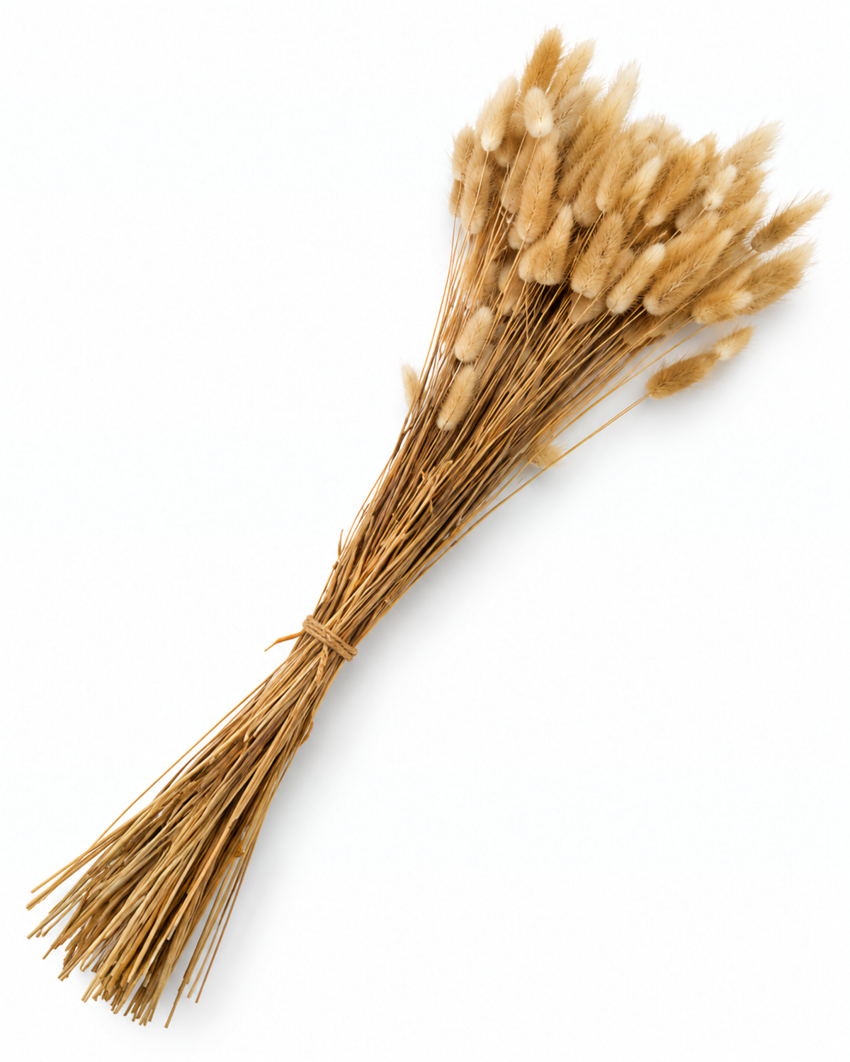 Beige Bunny Tail Grass