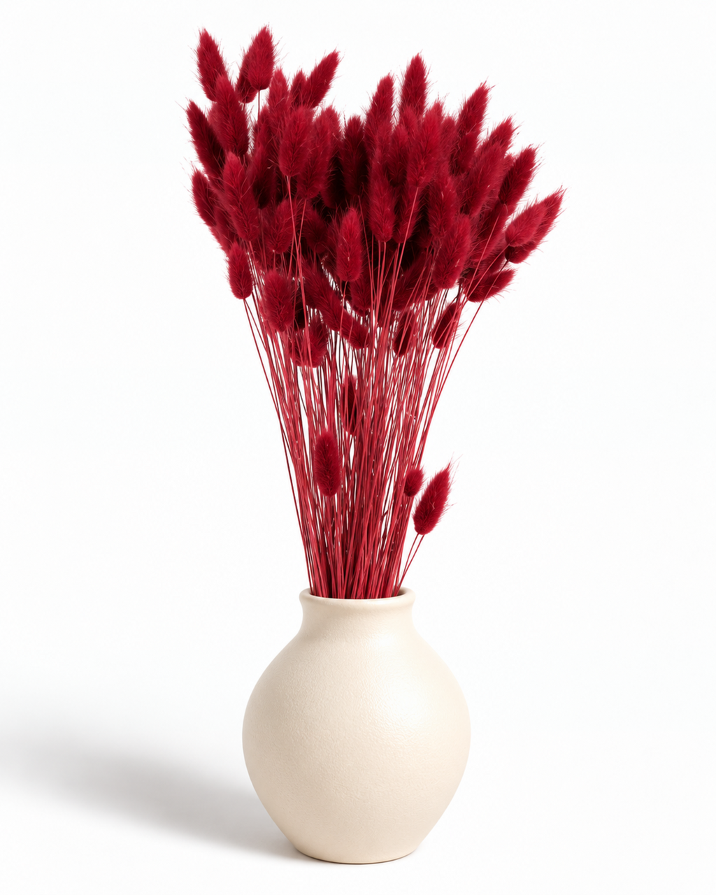 Dried Lagurus Bunny Tails Bunch - Burgundy - 50 Stems / 60 cm