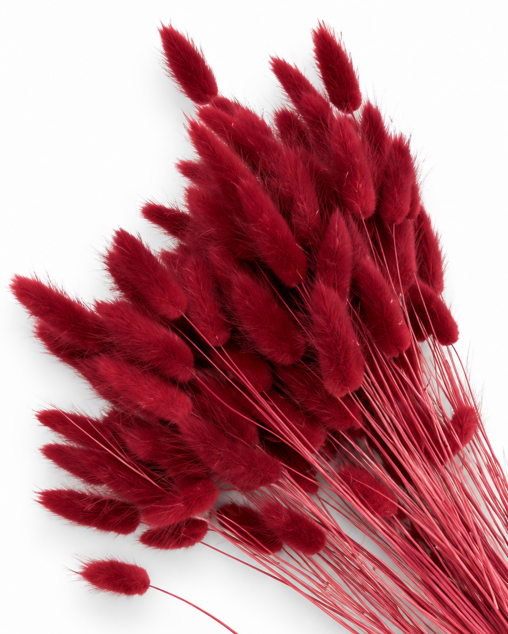 Dried Lagurus Bunny Tails Bunch - Burgundy - 50 Stems / 60 cm