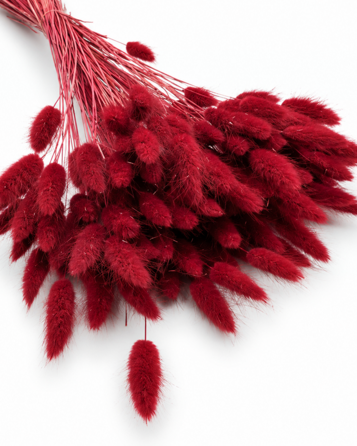 Dried Lagurus Bunny Tails Bunch - Burgundy - 50 Stems / 60 cm