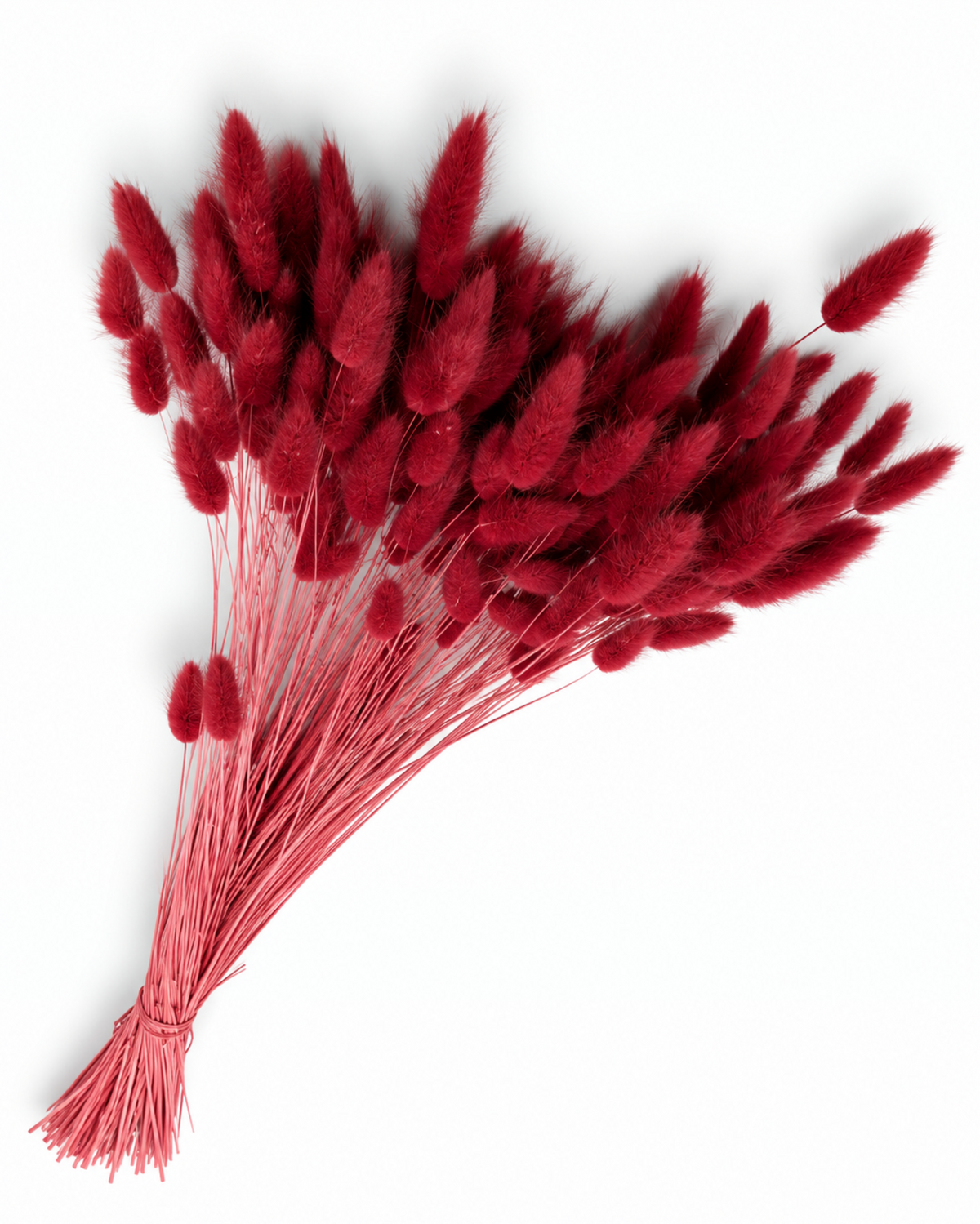 Dried Lagurus Bunny Tails Bunch - Burgundy - 50 Stems / 60 cm