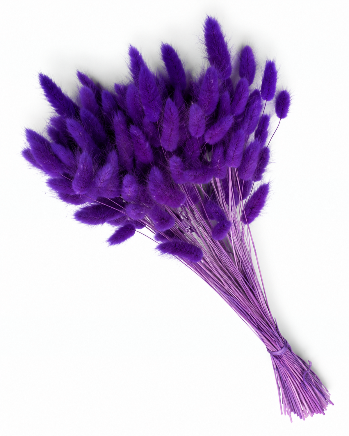 Dried Lagurus Bunny Tails Bunch - Purple - 50 Stems / 60 cm