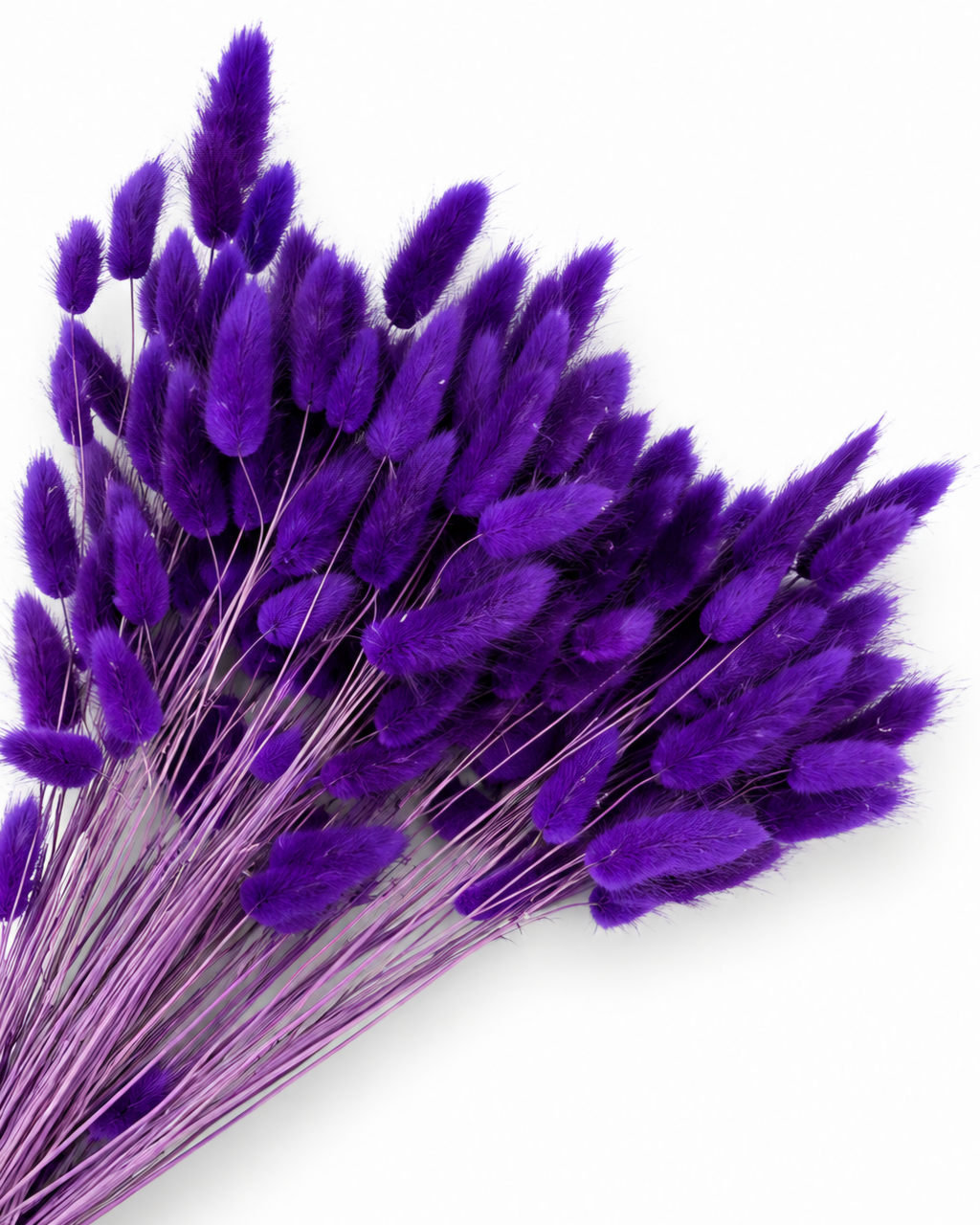 Dried Lagurus Bunny Tails Bunch - Purple - 50 Stems / 60 cm