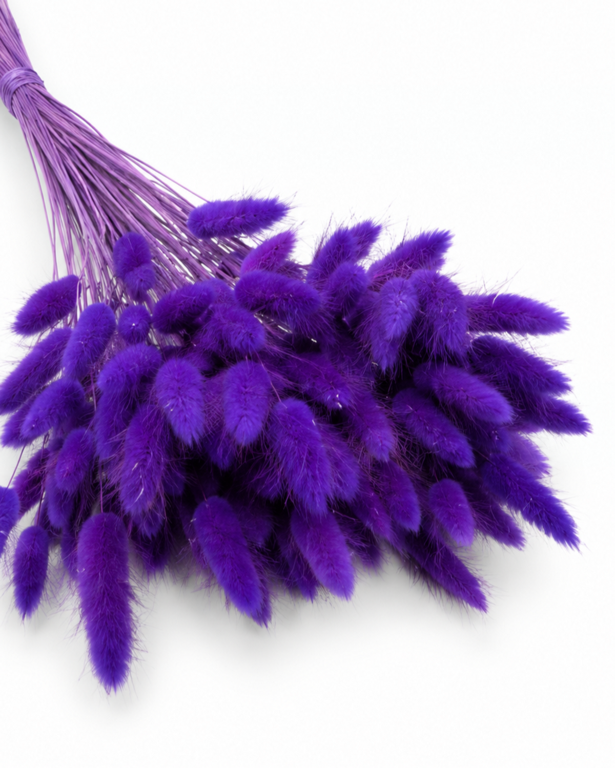 Dried Lagurus Bunny Tails Bunch - Purple - 50 Stems / 60 cm