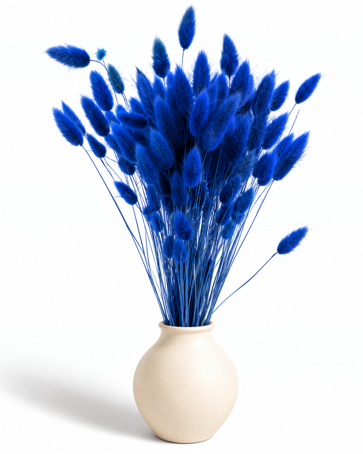 Dried Lagurus Bunny Tails Bunch - Blue - 50 Stems / 60 cm