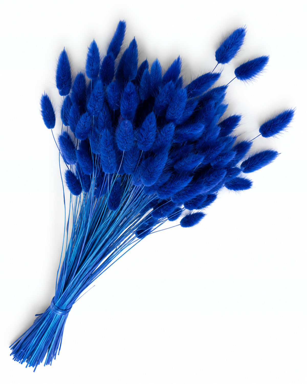 Dried Lagurus Bunny Tails Bunch - Blue - 50 Stems / 60 cm