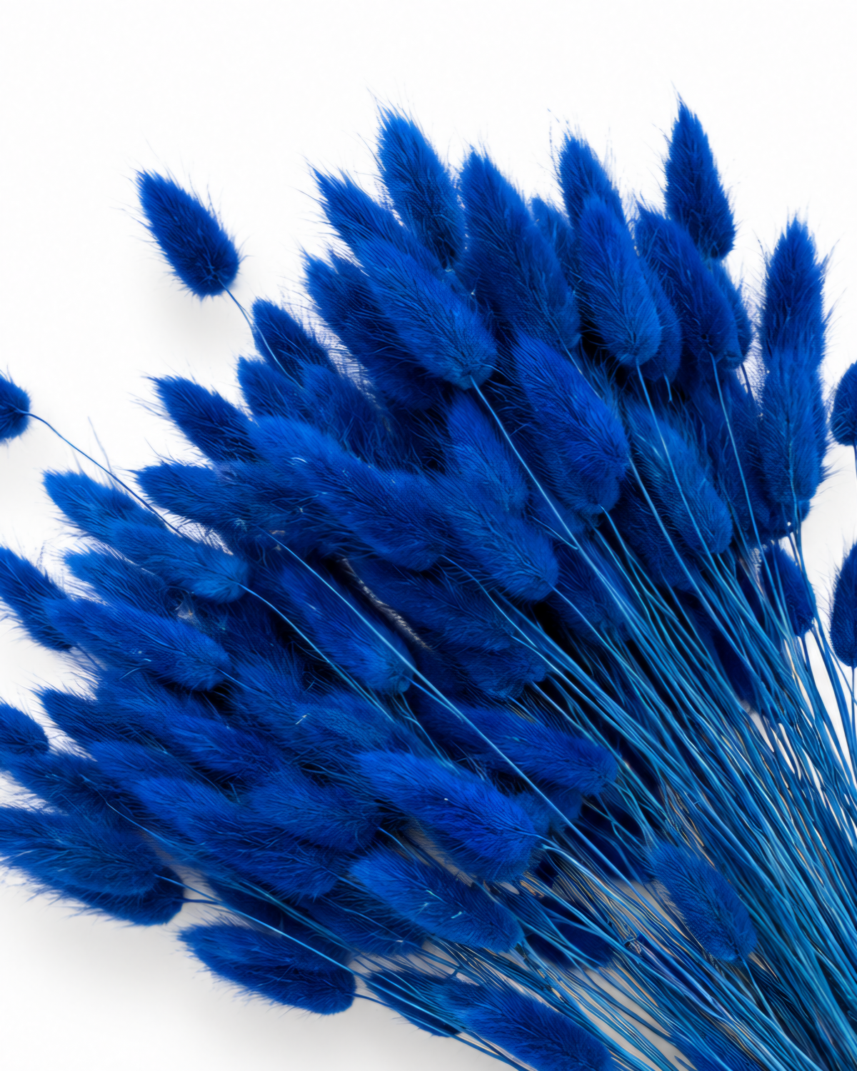 Dried Lagurus Bunny Tails Bunch - Blue - 50 Stems / 60 cm